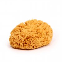 Grasschwamm Grasschwamm